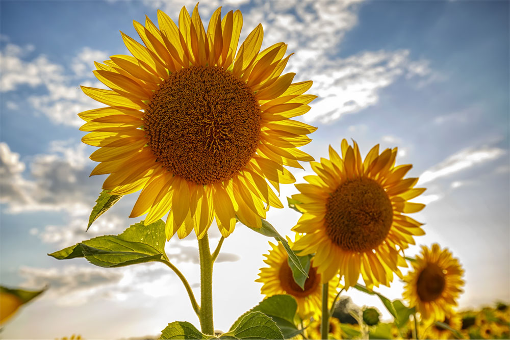 sunflower field under the blue sky and big sunflower close up.